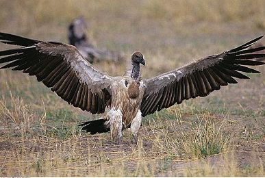 《尘白禁区》新限时活动PV 新角色眼镜娘很性感